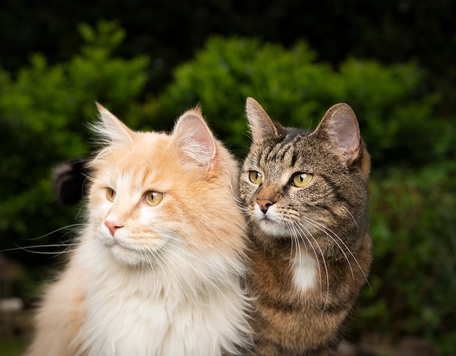 Image for Surrey Cat Breeders Our Cats Service for Surrey Cat Breeders , Simple Website, Cat Breeder, Easy Website,  Kitten Adoption, easy website, New Company, Better than squarespace,  Purebred Cats in the Dorking area